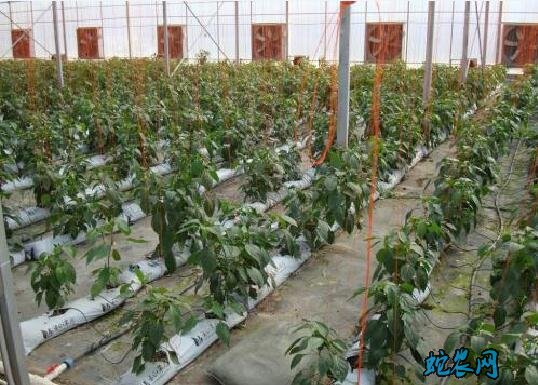 辣椒种植技术、辣椒无土栽培的关键技术!