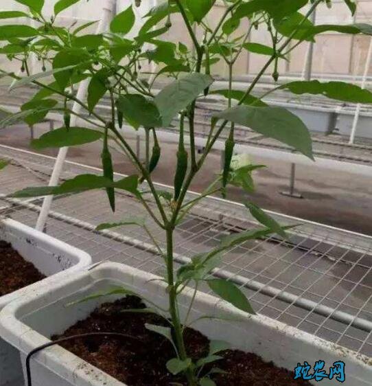 辣椒种植技术、辣椒无土栽培的关键技术!