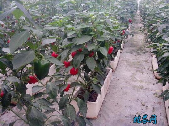 辣椒种植技术、辣椒无土栽培的关键技术!