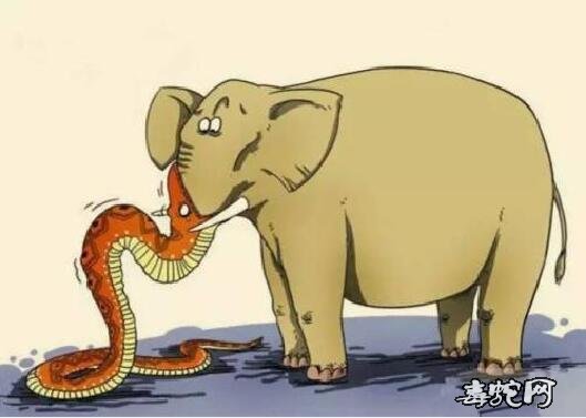 蛇吃大象图片3