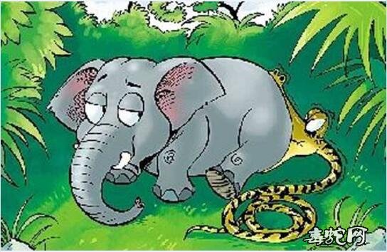 蛇吃大象图片