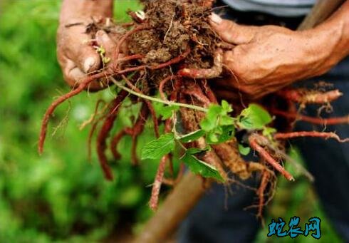 丹参的种植技术、丹参疫病的症状与防治方法?