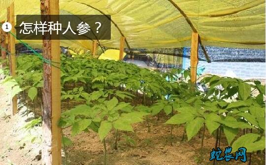 怎样种人参?人参高产栽培技术探讨!
