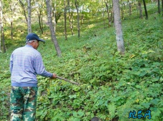 怎样种人参?人参高产栽培技术探讨!