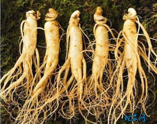 怎样种人参?人参高产栽培技术探讨!