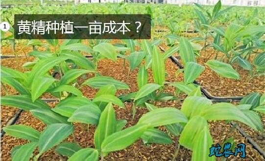 黄精种植一亩成本?