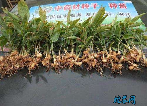 黄精种植一亩成本?