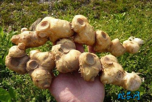 黄精种植一亩成本?