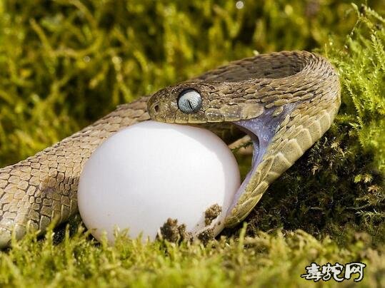 非洲食卵蛇图片7