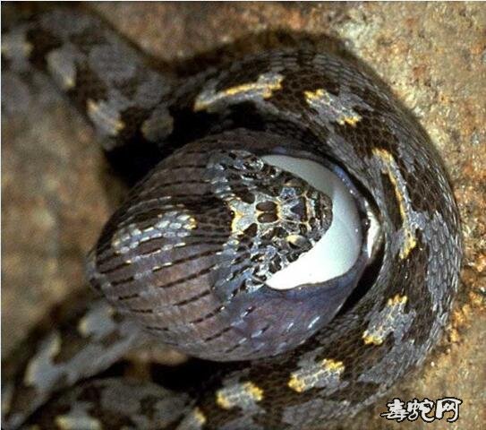 非洲食卵蛇图片2