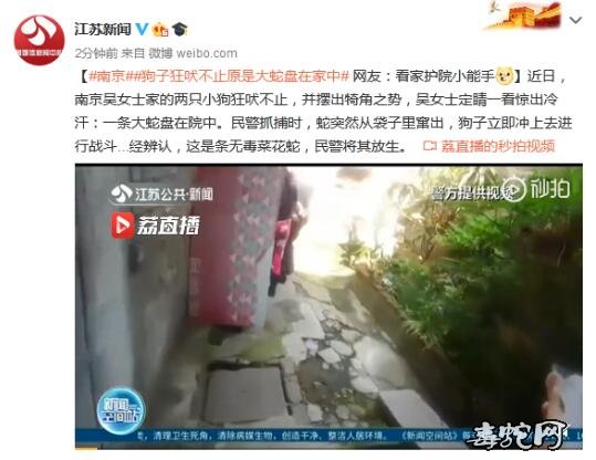 南京看家狗子狂吠不止!原是大蛇闯入家里发出警告!