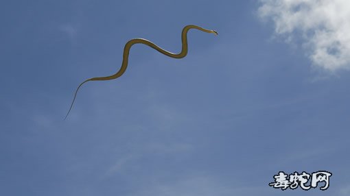 “飞蛇”金花蛇：科学家通过3D动力学模型解开飞蛇之谜！