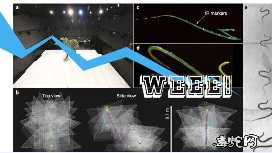 “飞蛇”金花蛇:科学家通过3D动力学模型解开飞蛇之谜!