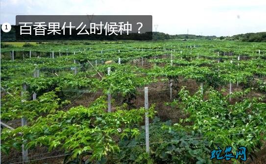 百香果什么时候种?