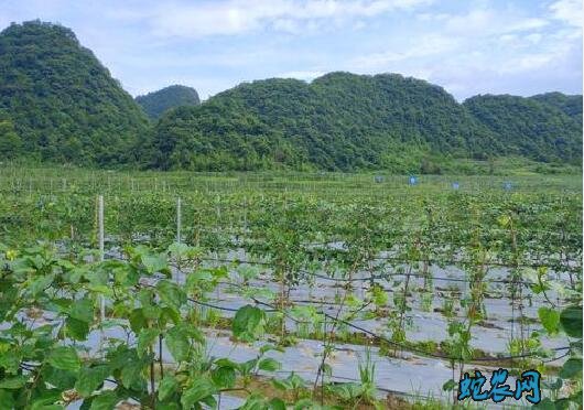 百香果什么时候种?