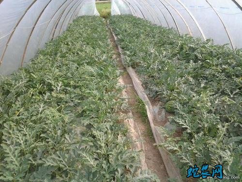 大棚西瓜8424种植技术图片
