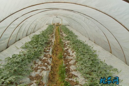 大棚西瓜8424种植技术图片