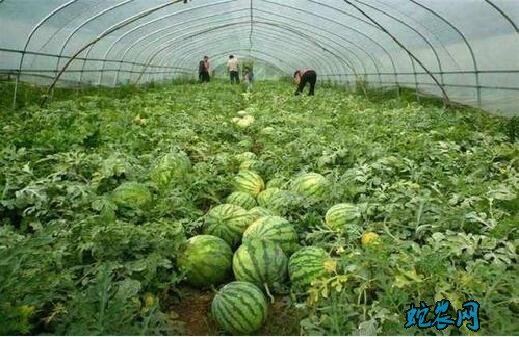 大棚西瓜8424种植技术图片