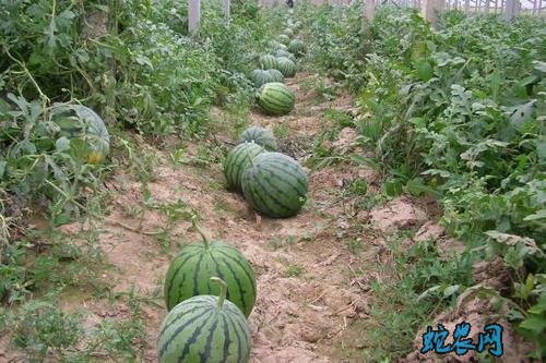 大棚西瓜8424种植技术图片