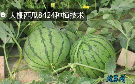 大棚西瓜8424种植技术图片