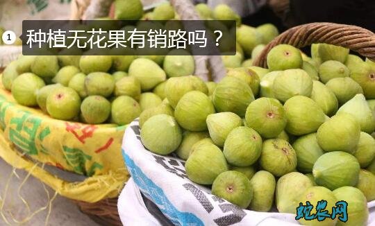 种植无花果有销路吗?