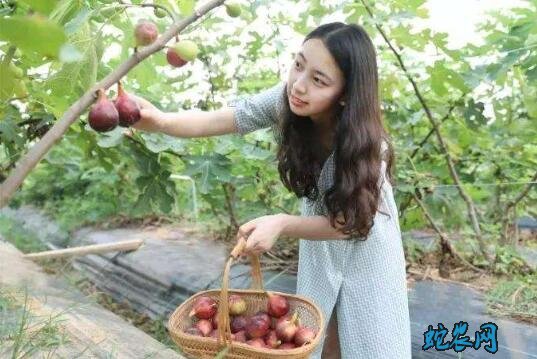 种植无花果有销路吗?