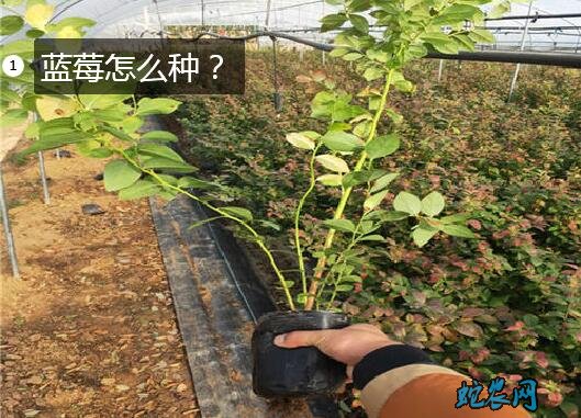 蓝莓怎么种?家里盆栽蓝莓方法!