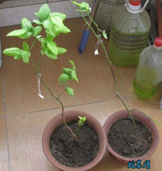 蓝莓怎么种?家里盆栽蓝莓方法!