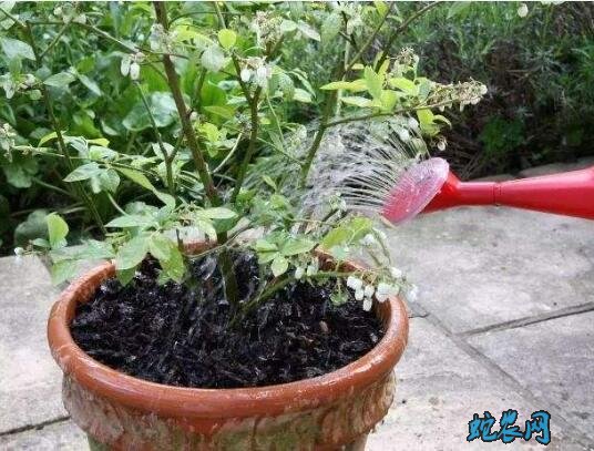 蓝莓怎么种?家里盆栽蓝莓方法!