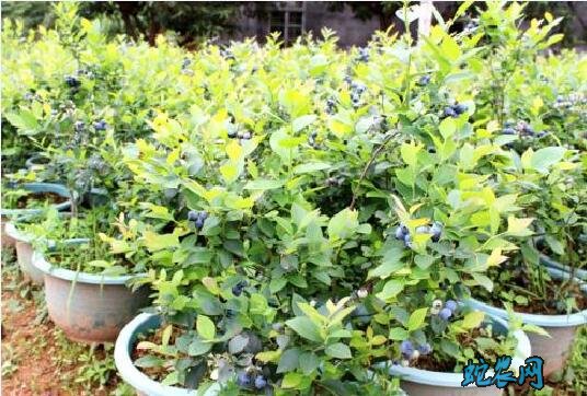 蓝莓怎么种?家里盆栽蓝莓方法!