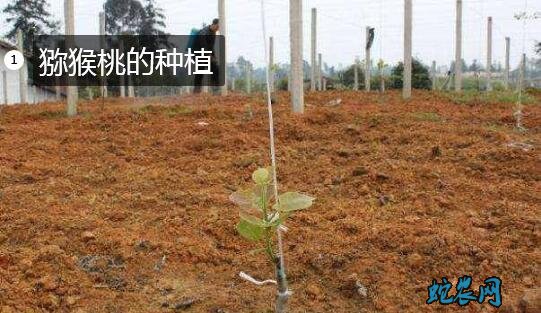 猕猴桃的种植、猕猴桃栽培的四个要点!