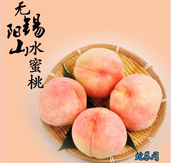无锡水蜜桃、无锡水蜜桃哪个品种最好吃?