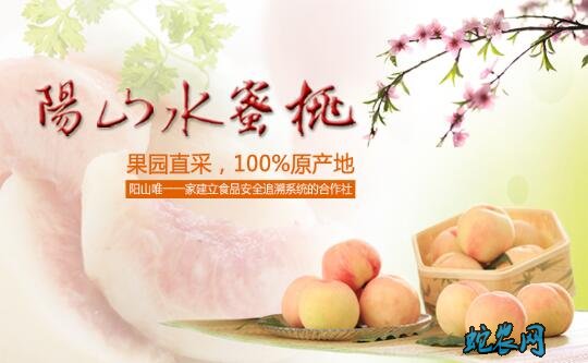 无锡水蜜桃、无锡水蜜桃哪个品种最好吃?