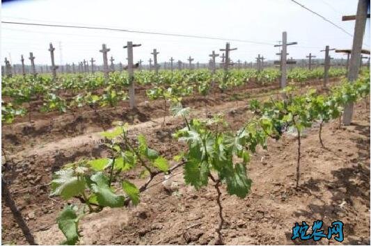 葡萄栽培技术、定植葡萄苗容易出现的问题及解决方法！