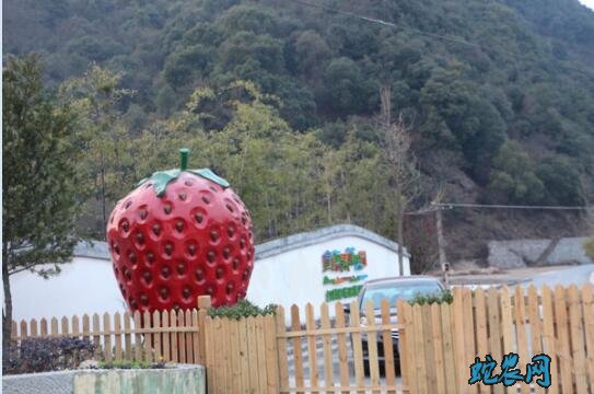 草莓园采摘