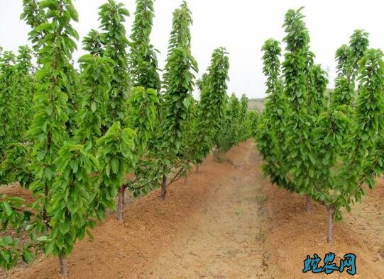 樱桃苗价格、2020年各品种樱桃苗价格行情表!