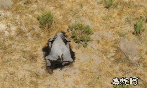 非洲350头大象接连离奇死亡怎么回事?
