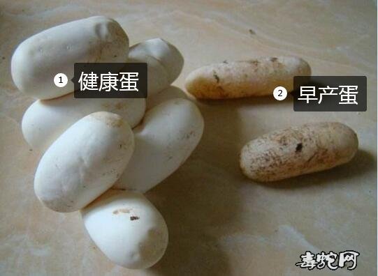 蛇生软壳蛋、养殖蛇为什么生软壳蛋?