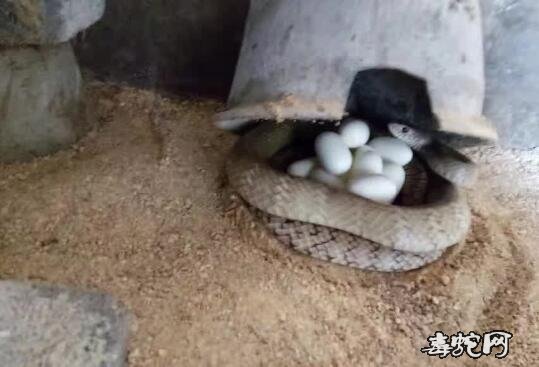 蛇生软壳蛋、养殖蛇为什么生软壳蛋？