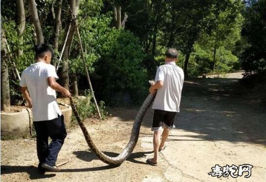 梅江区这里近期频频“蛇出没”！长沙镇现十几斤大蟒蛇！
