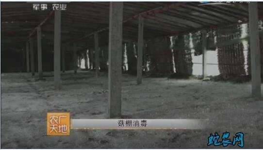 平菇种植技术讲解、夏季林地间作平菇栽培技术