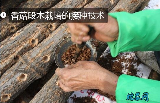 香菇段木栽培的接种技术