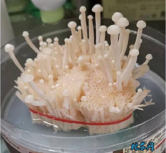 金针菇怎么种二次?