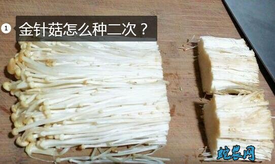 金针菇怎么种二次?
