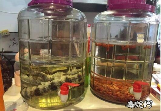 泡蛇酒、泡蛇酒用什么药材最好?