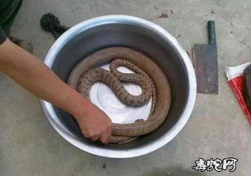 梦见蛇肉是什么意思?梦见蛇肉有什么预兆?