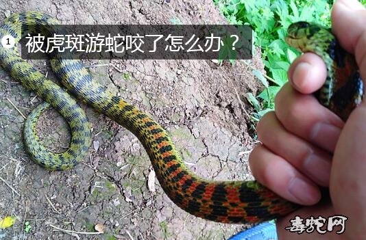 被虎斑游蛇咬了怎么办?伤口怎么处理?