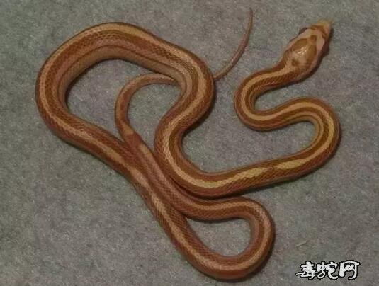 直线玉米蛇图鉴