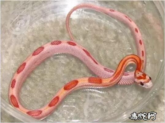 太阳黑子玉米蛇图1