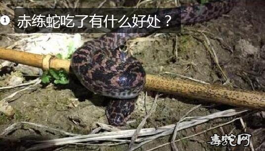 赤练蛇吃了有什么好处?